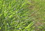 Foto do terreno