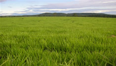 Foto do terreno