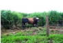 Foto do terreno