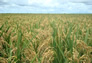 Foto do terreno
