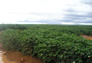Foto do terreno